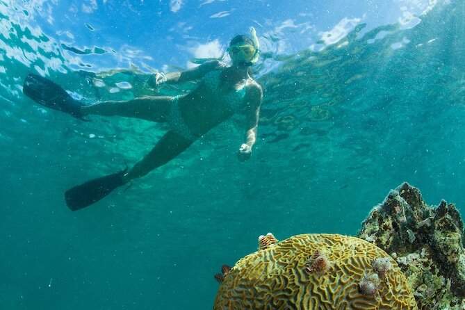 Turtle Snorkel Sail on Buck Island from Frenchman's Reef - Wildlife Expectations: Why One Turtle Can Still Be a Great Day