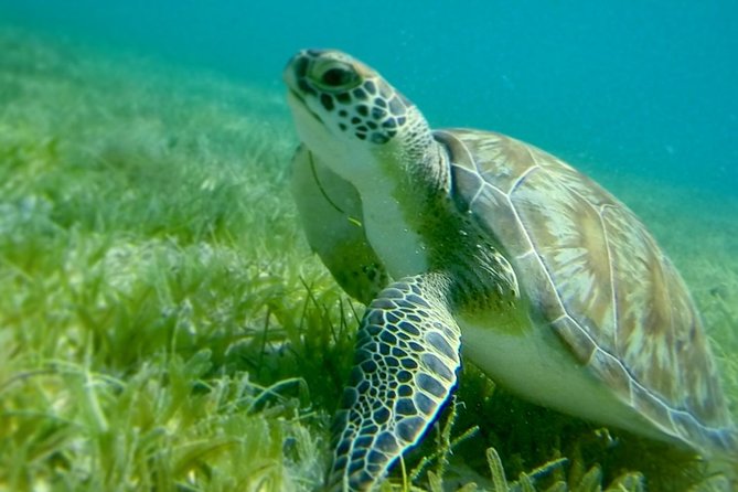 Turtles, Pizza Pi & Sunset trip - Why this $295 St. Thomas to St. John sail feels like value