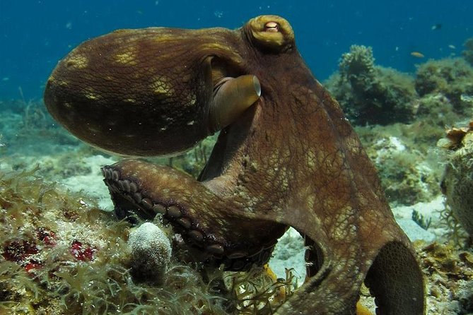 Two-Tank Dive for Certified Diving in St Thomas - Key Things to Know Before You Go