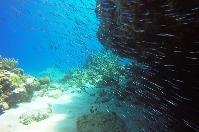Two-Tank Dive for Certified Diving in St Thomas - The Surface Interval: Snacks, Water, and the Next Location