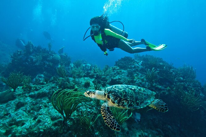 Two-Tank Morning Dive Trip for Certified Divers - Key highlights you’ll care about