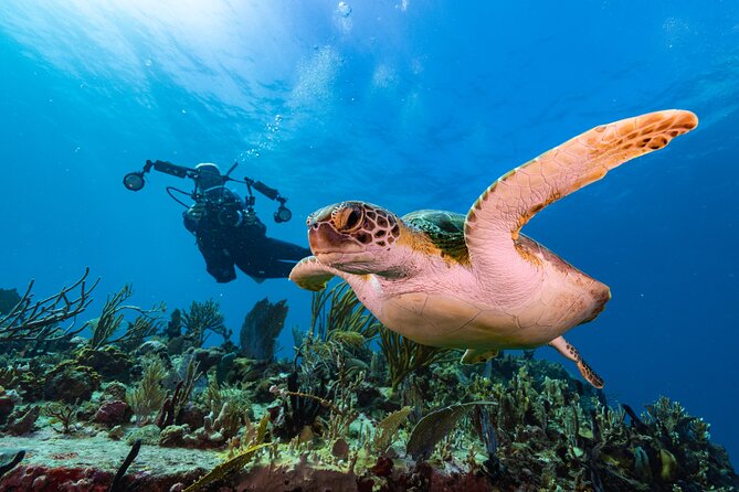 Two-Tank Morning Dive Trip for Certified Divers - Why this two-tank morning outing is such good St John value