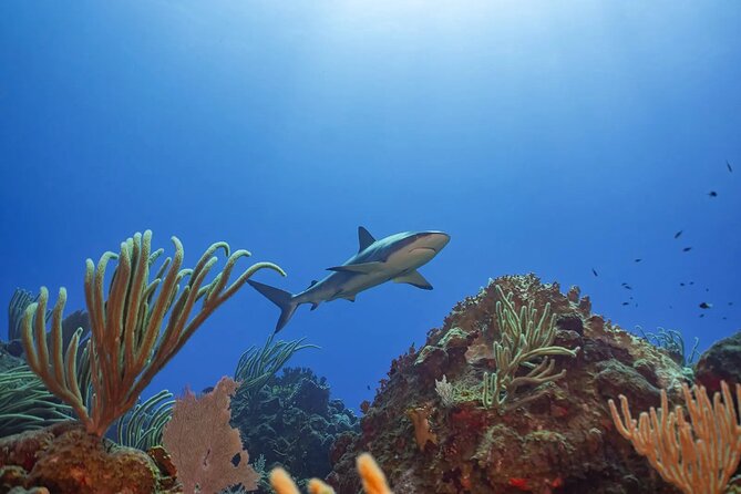 Two-Tank Morning Dive Trip for Certified Divers - Depth range of 30 to 80 feet: what it means for planning your comfort